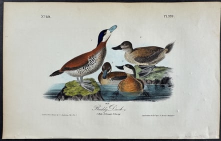Audubon - Ruddy Duck. 399