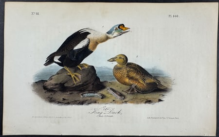 Audubon - King Duck. 404