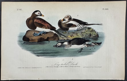 Audubon - Long-tailed Duck. 410