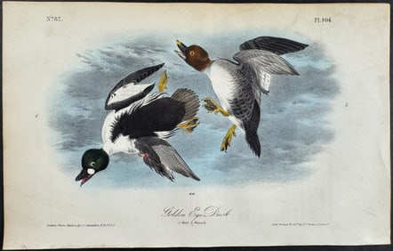 Audubon - Golden Eye Duck. 406