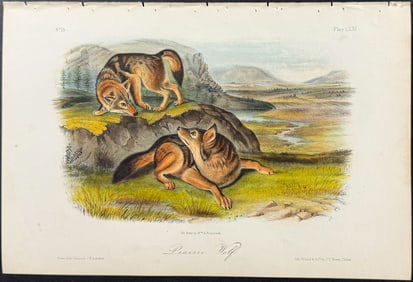 Audubon - Prairie Wolf. 71