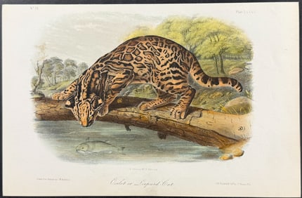 Audubon - Ocelot or Leopard Cat. 86