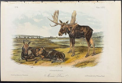 Audubon - Moose Deer. 76
