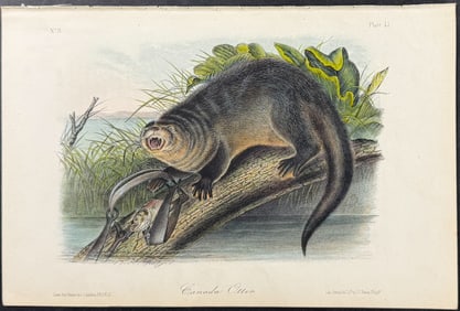 Audubon - Canada Otter. 51