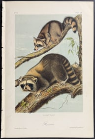 Audubon - Raccoon. 61
