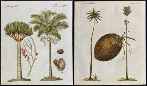 Bertuch - 4 Palm Tree Engravings