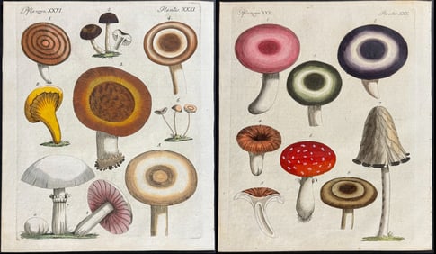 Bertuch - 3 Mushroom or Fungi Engravings