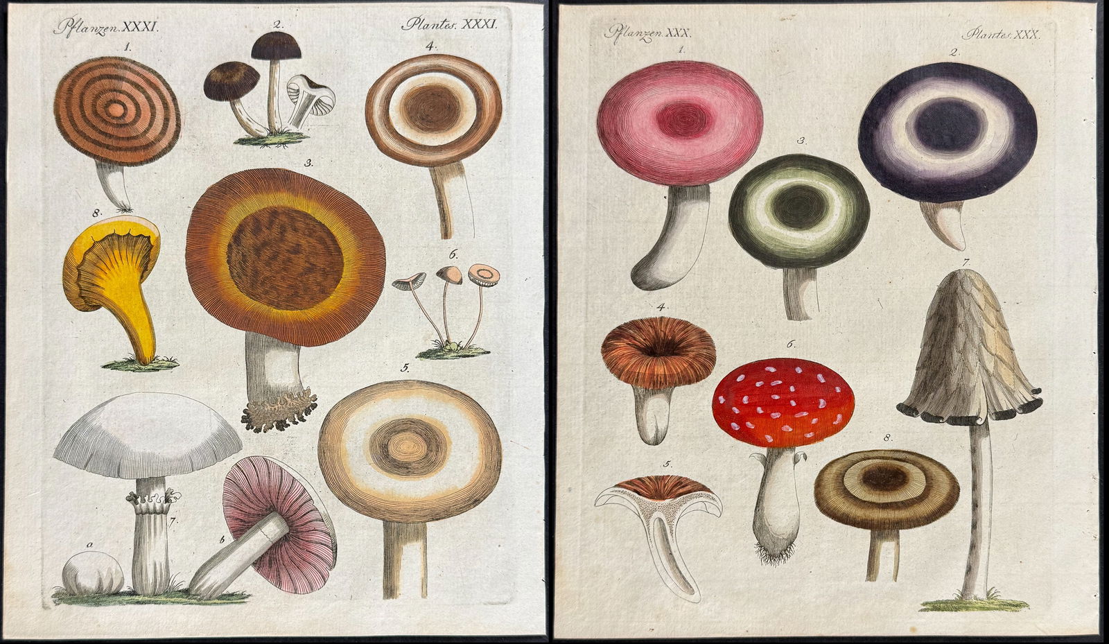 Bertuch - 3 Mushroom or Fungi Engravings: This attractive originally hand-colored engraving is from Friedrich Justin Bertuch's Bilderbuch fur Kinder enthaltend eine angenehme Sammlung von Thieren, Pflanzen, Blumen, Fruchten, Mineralien, Trach