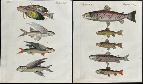 Bertuch - 7 Fish, Flying Fish, Seahorse, Sea Life Engravings