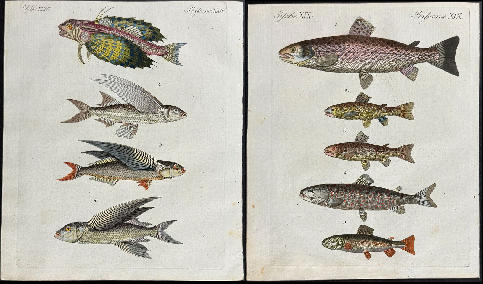 Bertuch - 7 Fish, Flying Fish, Seahorse, Sea Life Engravings: This attractive originally hand-colored engraving is from Friedrich Justin Bertuch's Bilderbuch fur Kinder enthaltend eine angenehme Sammlung von Thieren, Pflanzen, Blumen, Fruchten, Mineralien, Trach