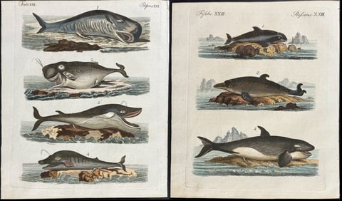 Bertuch - 3 Whale, Narwhal, Orca, & Dolphin Engravings