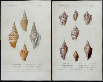 Kiener - 6 Shell Engravings