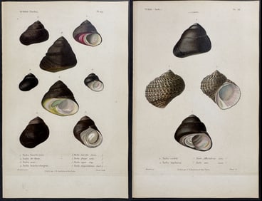 Kiener - 6 Shell Engravings