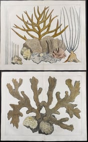 Seba - Pair of Coral or Sealife Engravings