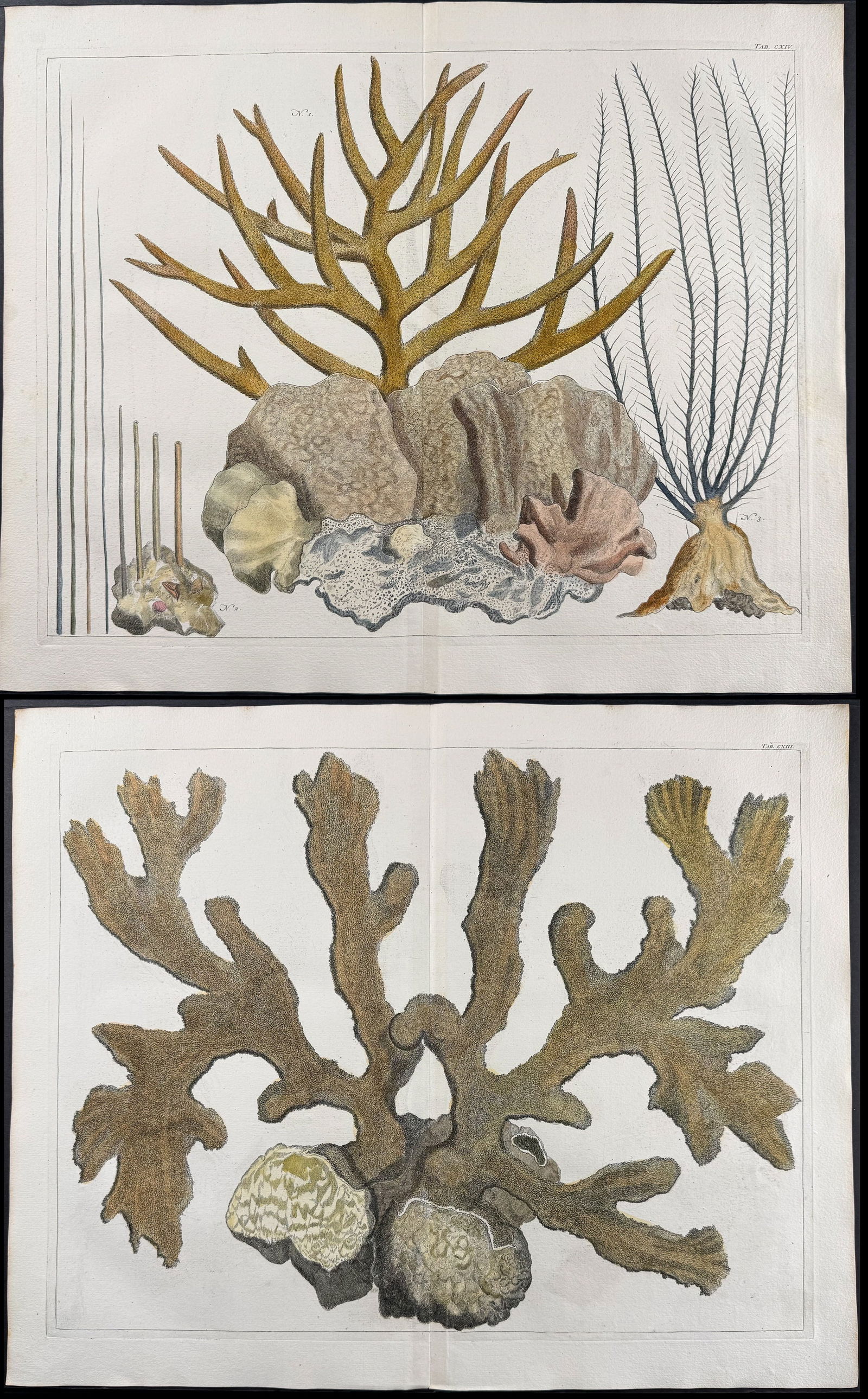 Seba - Pair of Coral or Sealife Engravings (1 of 3)