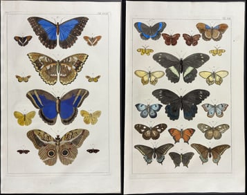 Seba - Pair of Butterfly or Moth Engravings
