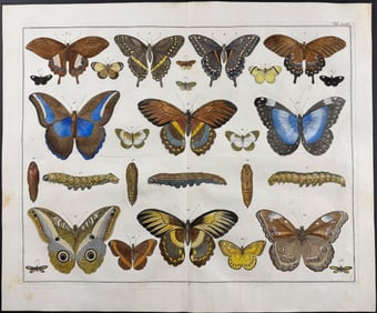 Seba - Butterflies or Moths, Caterpillars. 4-43