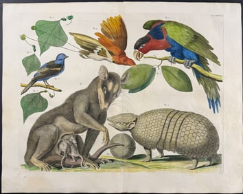 Seba - Armadillo, Marsupials, Parrot, Birds, Leaves. 1-38