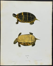 Holbrook - Turtle or Tortoise