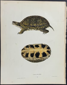 Holbrook - Turtle or Tortoise