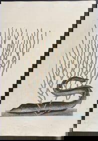 Catesby, First Ed - Black Muray (Eel) with Yellow Coral. 2-21