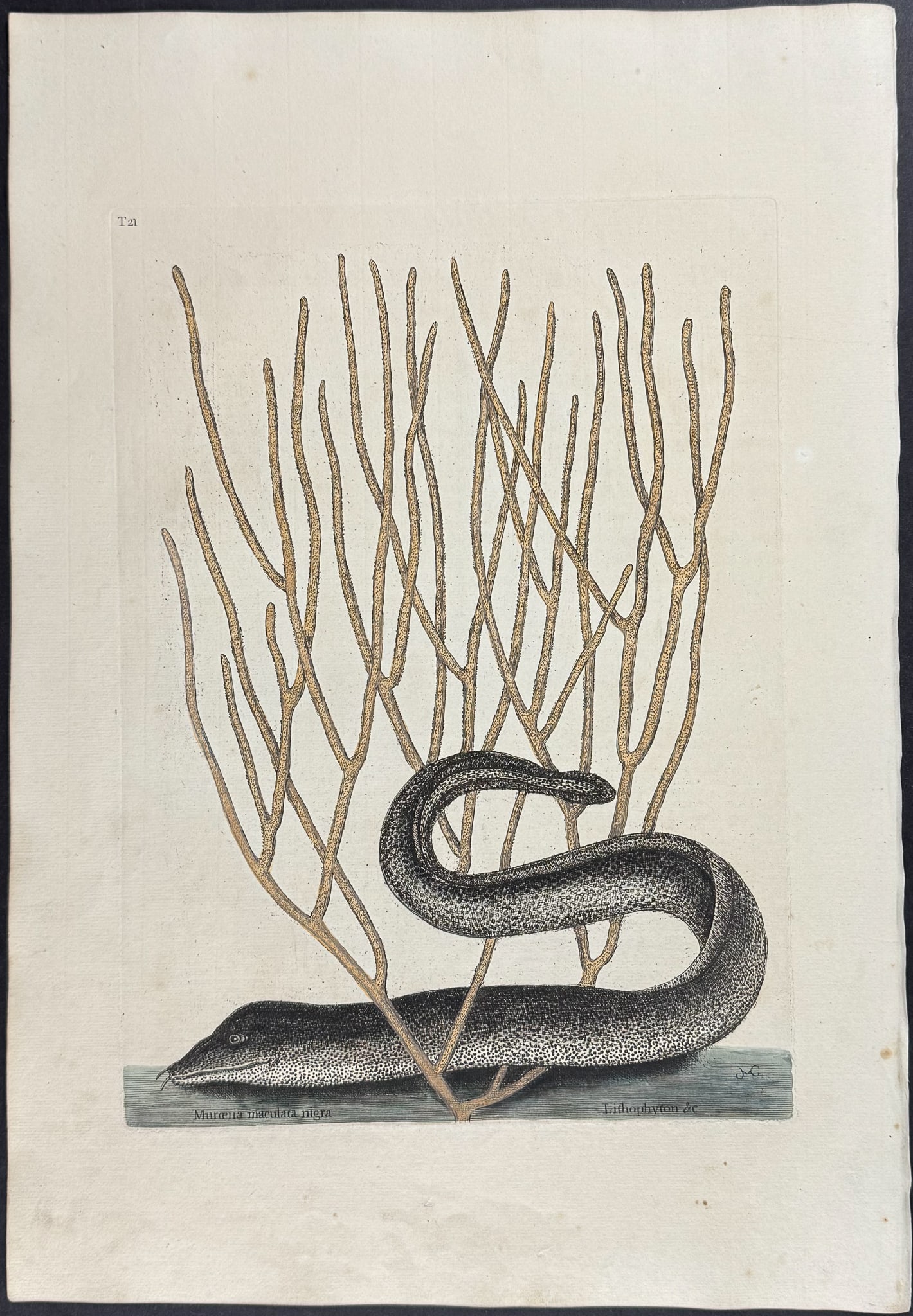 Catesby, First Ed - Black Muray (Eel) with Yellow Coral. 2-21 (1 of 1)