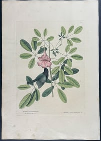 Catesby, First Ed - Bahama Sparrow with Bignonia. 1-37