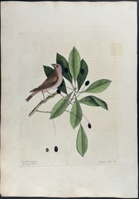 Catesby, First Ed - Purple Finch with Tupelo Tree. 1-41