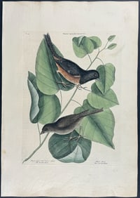 Catesby, First Ed - Towhe Bird & Cowpen Bird with Black Poplar of Carolina. 1-34
