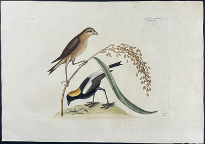 Catesby, First Ed - Rice-Bird with Rice. 1-14