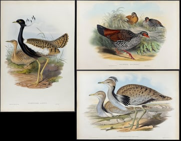 Gould - 5 Bird Lithographs