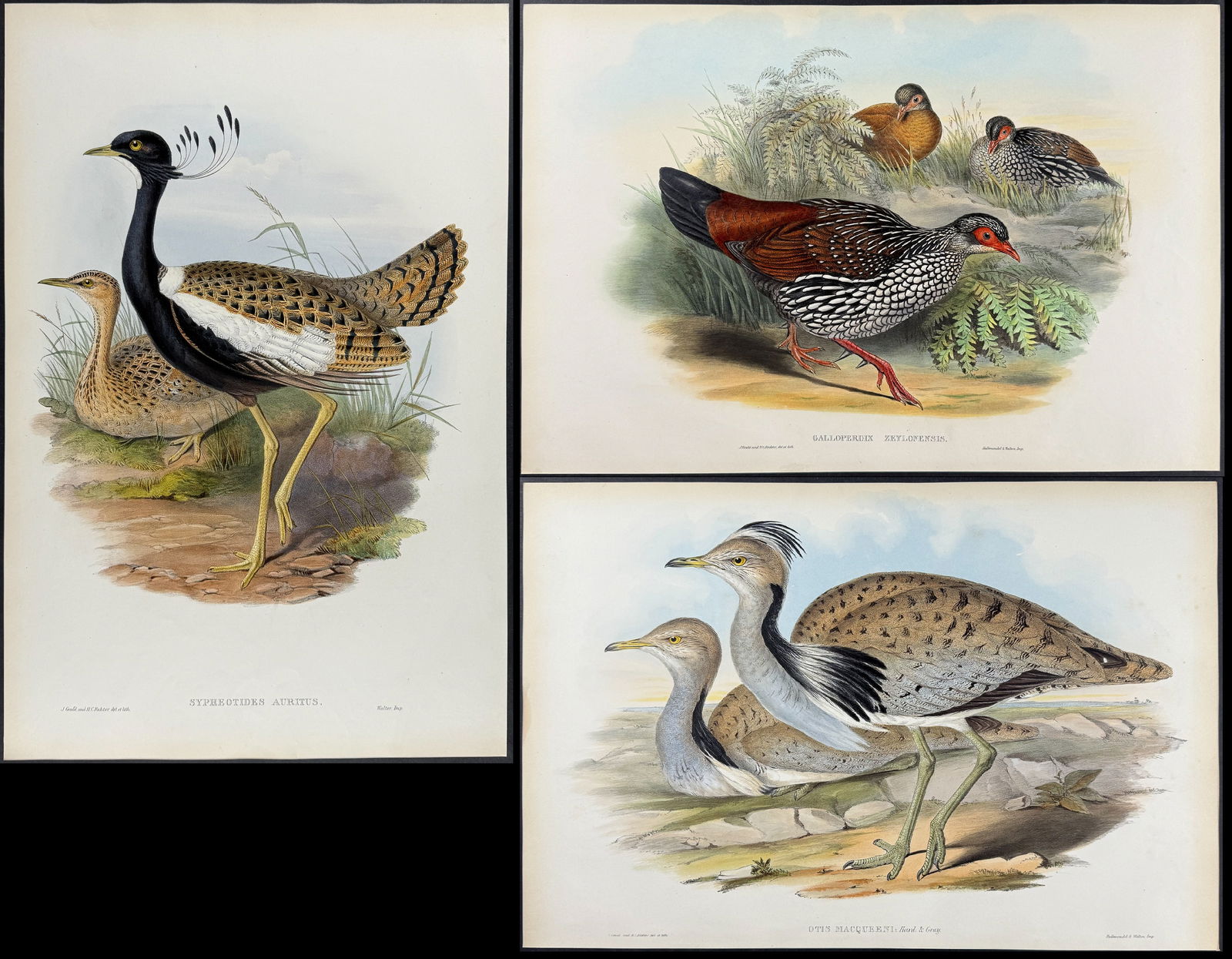 Gould - 5 Bird Lithographs (1 of 6)