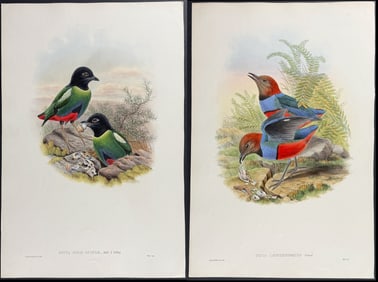 Gould - Pair of Pitta Lithographs