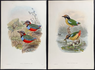 Gould - Pair of Pitta Lithographs