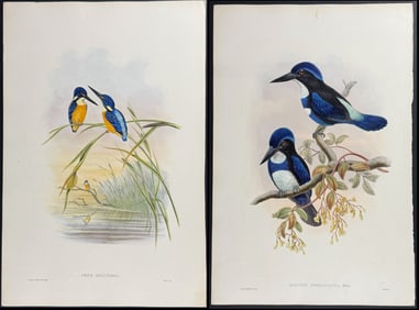 Gould - Pair of Kingfisher Lithographs