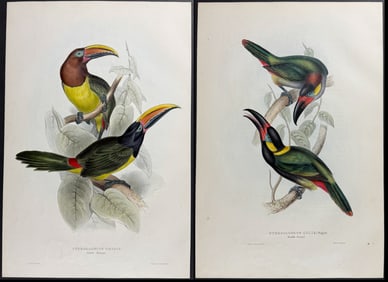 Gould - Pair of Aracari or Toucan Lithographs