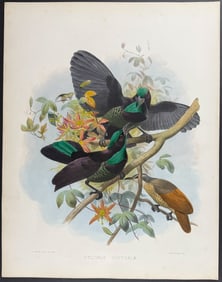 Elliot - Queen Victoria's Rifle-Bird