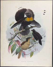 Elliot - Six-shafted Bird of Paradise