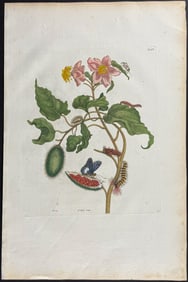 Merian, Folio - Urucu Tree & Butterfly Metamorphosis. 44