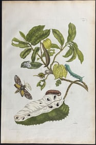 Merian, Folio - Sourso with  Owlet Moth Metamorphosis. 14