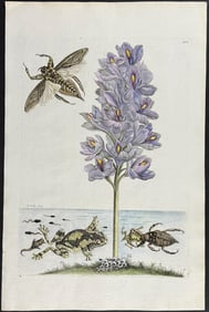 Merian, Folio - Hyacinth with Frog, Tadpole, & Eggs and Water Bug. 56