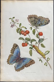 Merian, Folio - West Indian Cherry Branch with Achilles Morpho Butterfly Metamorphosis. 7