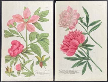 Weinmann - Pair of Peony Engravings