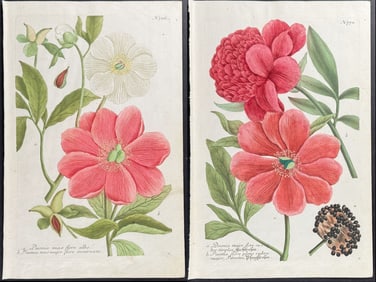 Weinmann - Pair of Peony Engravings