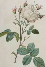 Redoute, Folio - Rose - Rosa Centifolia mutabilis