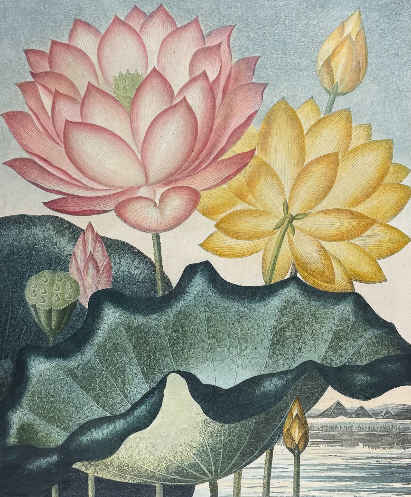 Thornton, Folio - The Sacred Egyptian Beans: This dramatic large folio botanical engraving is from Dr. Robert John Thornton?s work New Illustration of the Sexual System of Carolus Von Linnaeus...and the Temple of Flora, or Garden of Nature. This