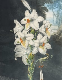 Thornton, Folio - The White Lily