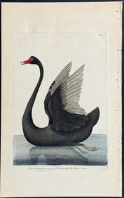 Shaw & Nodder - Black Swan. 108