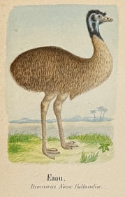 Original Watercolor of Emu (Native to Australia)