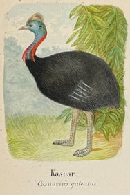 Original Watercolor of Cassowary (Native to Australia)